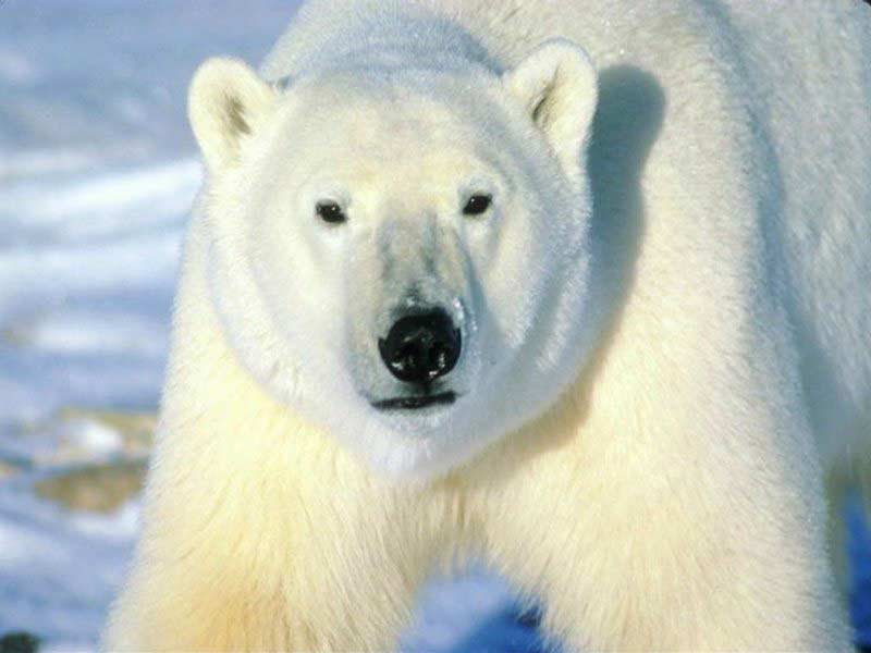 Orso Polare che presidia la lanterna